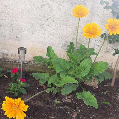 H&F Apartmani Vir Dış mekan fotoğraf